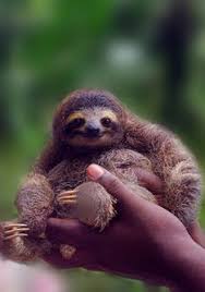 Pin By Linda Sims On ɤ ɤ Baby Animals ɤ ɤ Baby Sloth Sloth Sloth Life