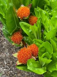 Image result for Scadoxus