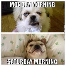 Everybody is excited on weekends, because no work, no school, no tension, just relax whole day. Dog Archives Page 28 Of 61 Very Funny Pics