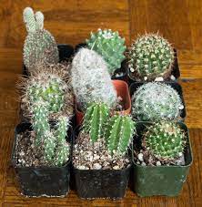 Do not drag the cactus, this leads to damage to small roots, which are fixed on the walls of the pot or. Right Size Pots When Repotting Small Store Bought Cacti