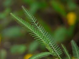 Image result for Aeschynomene indica