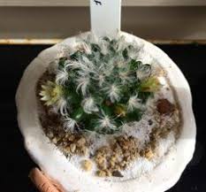 Find the perfect cactus spines and flowers stock photos and editorial news pictures from getty images. 3gen House Of Plants Two 3gen Profile Pinterest