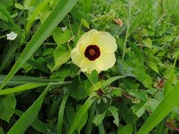 Image result for Hibiscus surattensis