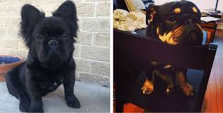 Maybe you would like to learn more about one of these? 11 Of The Cutest And Funniest French Bulldog Mixes