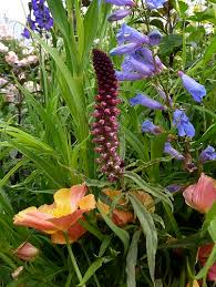 Image result for Lysimachia angustiloba