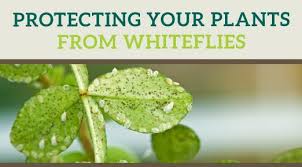 If you want to get rid of the whitefly naturally, cut off the most infected parts of the plants. How To Kill Whiteflies Whitefly Reproduction Life Cycle