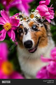 Check spelling or type a new query. Cute Puupy Dog Flowers Image Photo Free Trial Bigstock