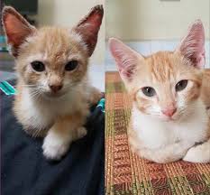 Disusun bersama pippa elliott, mrcvs. Ubat Kurap Kucing Posts Facebook