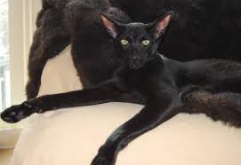 Oriental Shorthair Cat Breeders Cats Kittens Oriental Shorthair Cats Oriental Shorthair Kittens Oriental Shorthair