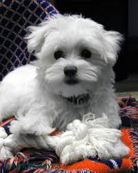And there is alot more teacup dogs such as ( teacup maltese teacup pekingese and teacup pomeranian and more! Teacup Maltese For Adoption Teacup Maltese Puppies For Adoption Dogs Puppies Pets Animals Teacup Puppies Maltese Maltese Puppy Maltese Dogs
