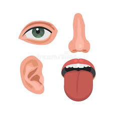The human body collectively is the most complex machine known to man, like any machine, the human body is made of different body parts situated in some particular way with the goal of performing some function. Parts Human Face Stock Illustrations 2 186 Parts Human Face Stock Illustrations Vectors Clipart Dreamstime