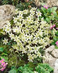 Check spelling or type a new query. Clematis Pixie Mediendatenbank