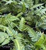 Image result for Rumohra