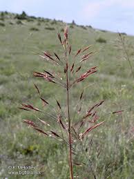 Image result for Chrysopogon