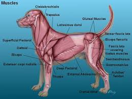 Canine Muscle Structure Anatomy Of The Dog Dog Index Dog