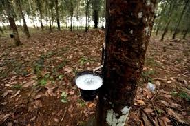 Mekong La Fievre Du Caoutchouc Revient A La Charge Wrm En Francais