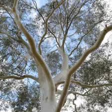 Image result for Eucalyptus citriodora