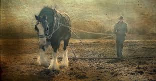 How Much Horsepower Does A Horse Have?