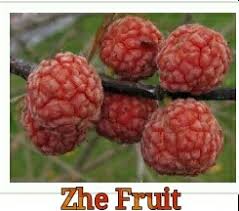 Explore this word list with zeal and you'll have more positive signs than a zodiac. What Are Some Foods That Begin With The Letter Z Quora