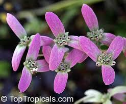 Image result for Congea