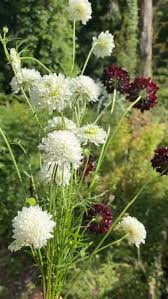 Image result for Scabiosa drakensbergensis
