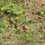 Image result for Grangea maderaspatana