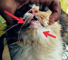 Proses ini akan sangat membantu untuk melebarkan pembuluh darah yang bisa mengecil karena pembentukan plak dan. Penyebab Dan Cara Mengatasi Mulut Kucing Berlendir Dan Bau Hobinatang