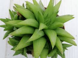 Image result for Euphorbia baylissii