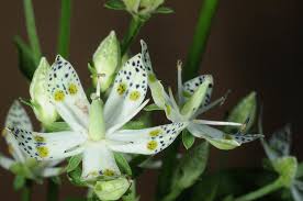 Image result for Swertia welwitschii