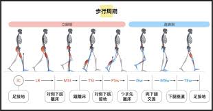歩行 分析 ポイント