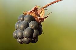 Image result for Rubus kirungensis