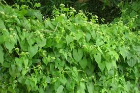 Image result for Mikania