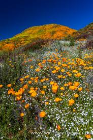 See up to date info on the city of lake elsinore instagram here; Super Bloom 2019 California Poppies Am Lake Elsinore California Www Wilde Weite Welt De
