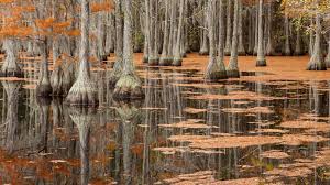 Maybe you would like to learn more about one of these? Fall Cypress Trees George L Smith State Park Emanuel County Georgia Usa Windows 10 Spotlight Images