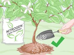 As long as fruit trees are small, it is better to use an organic fertilizer combined with compost or mulch. 3 Ways To Prepare Soil For Fruit Trees Wikihow