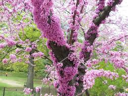 Maybe you would like to learn more about one of these? Flowering Trees Judas Tree Amazing Flowers