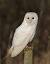Female Barn Owl
