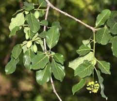 Image result for Berchemia zeyheri