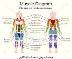 Muscle names are named according to a set of informal rules; Vector Clipart Muscle Diagram Female Body Names Vector Illustration Gg99355442 Gograph
