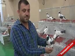 Otomobil Fiyatina Guvercin