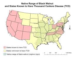 Thousand Cankers Disease Missouri Department Of Conservation