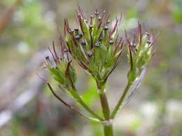 Image result for Valerianaceae