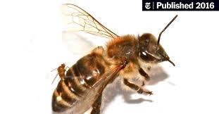 Download Tracking A Parasite That Turns Bees Into Zombies The New York Times