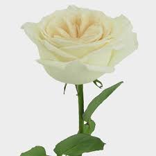 With years of experience, the team sources the world for the latest and newest varieties to ensure our customers stay ahead of the. Wholesale Flowers Bulk Flowers Online Blooms By The Box