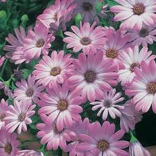 Image result for Osteospermum monocephalum