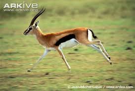 Thomson S Gazelle Photo Gazelle Thomson Gazelle Animals