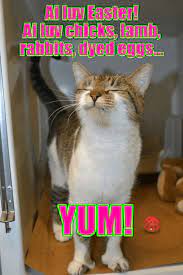 Ai Luv Easter Funny Looking Cats Funny Cat Memes Kittens Funny