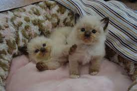 Ragtown Cattery Ragdoll Cats Ragdoll Kitten Breeder Southwestern Ontario Canada Ragdolls For Sale Ragdoll Kitten Ragdoll Kittens For Sale Ragdoll Cat