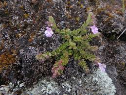 Image result for Micromeria imbricata