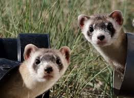 1 days ago the ferrets available at petsmart or petco are priced around 100 and 130 but some ferrets may also cost more than that about 199. The Costs Of Owning A Ferret Tischman Pets
